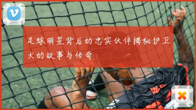 足球明星背后的忠实伙伴揭秘护卫犬的故事与传奇